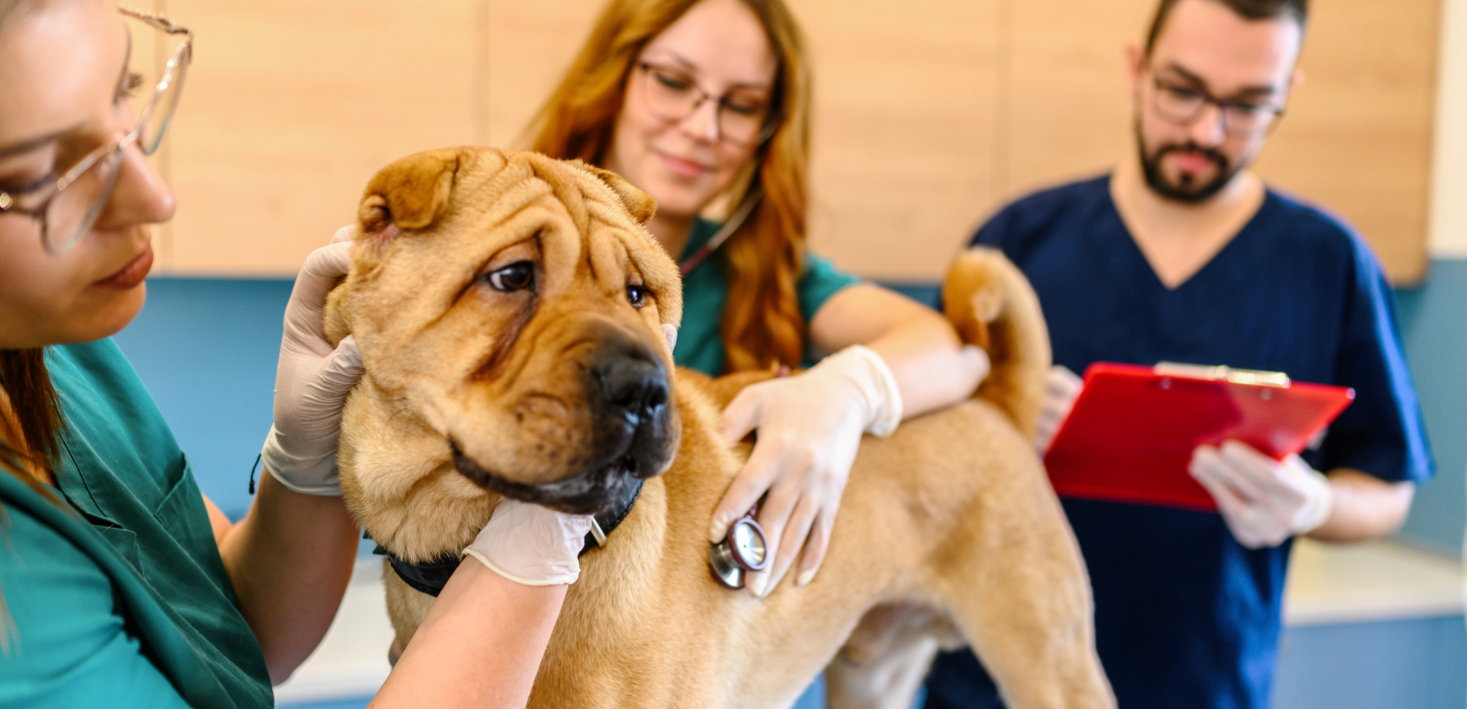 Continuing Education Yavapai Emergency Animal Hospital
