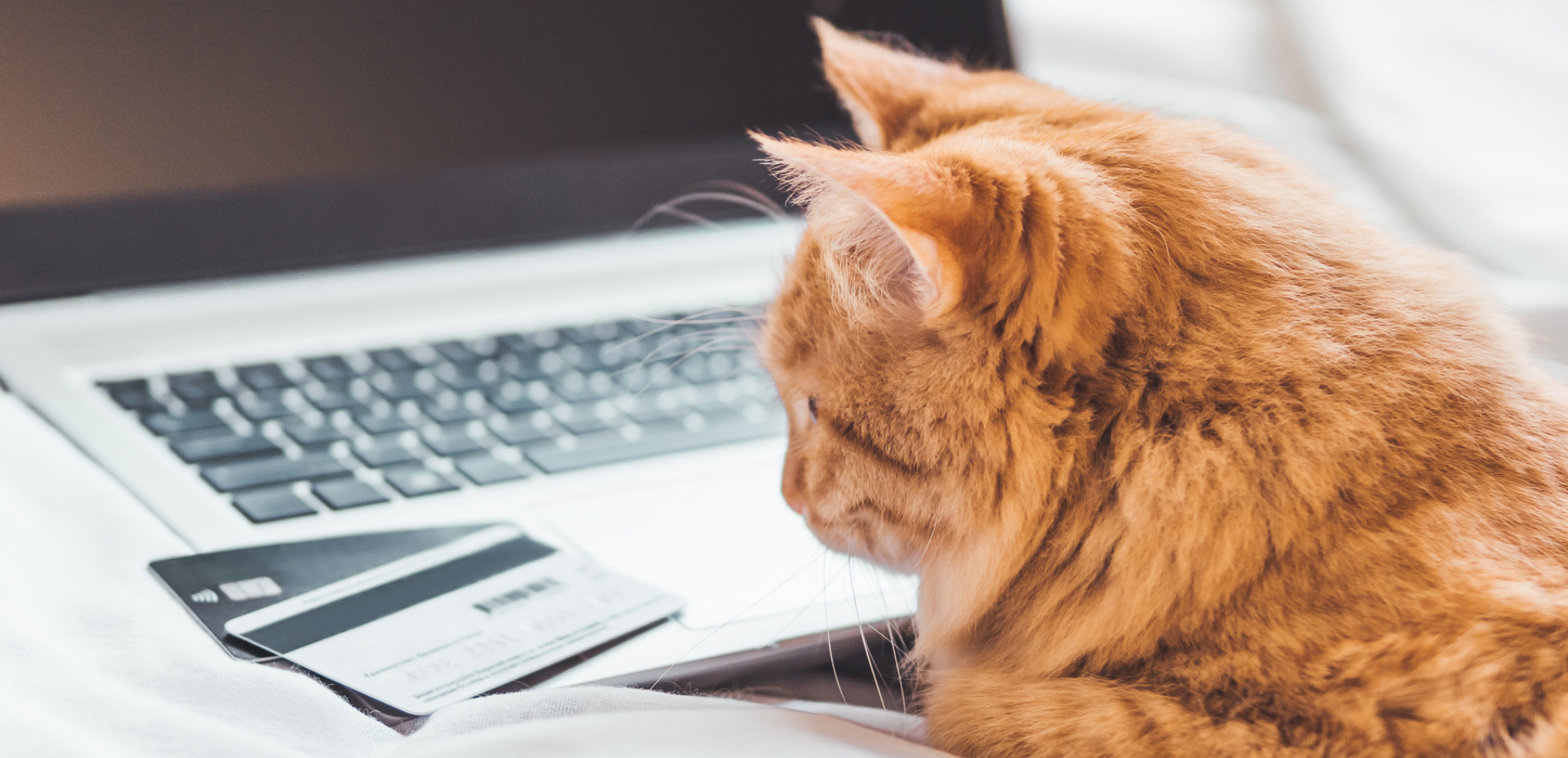 Paying for Care Yavapai Emergency Animal Hospital