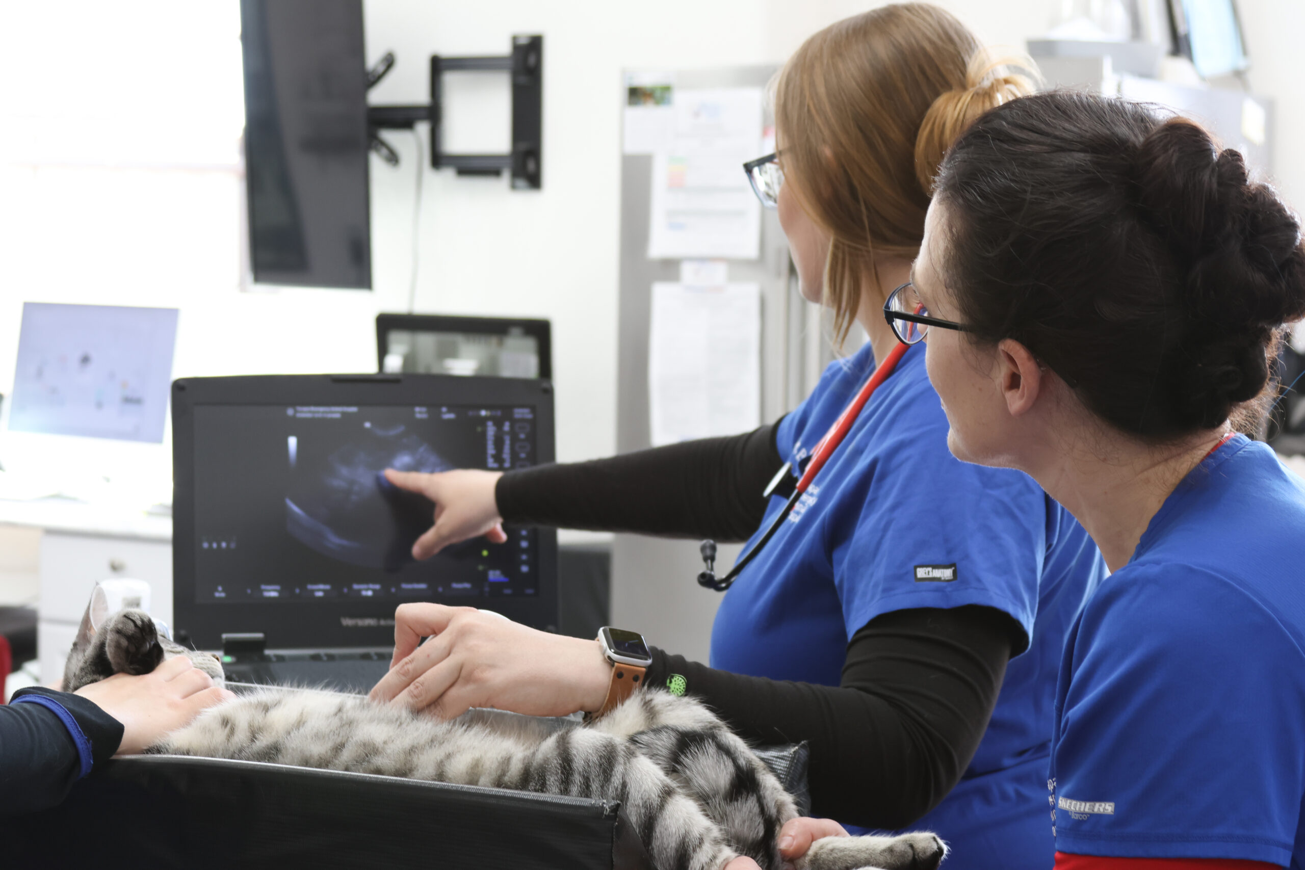 Primary Care Practices Yavapai Emergency Animal Hospital