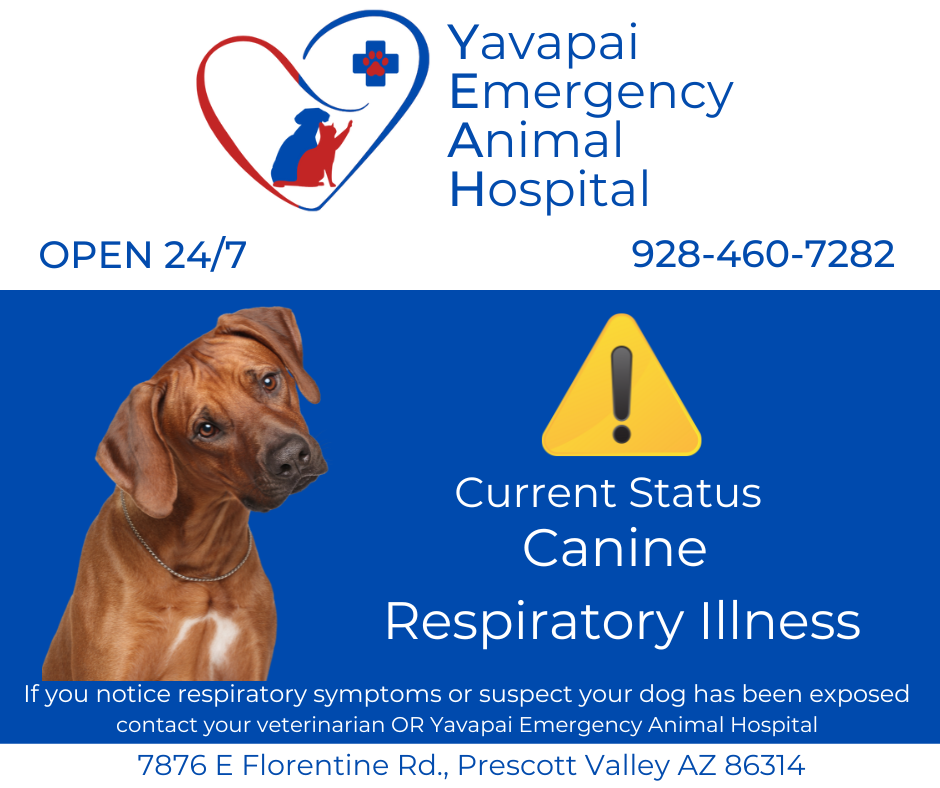 Emergency Veterinarian in Prescott Valley, AZ Yavapai Emergency